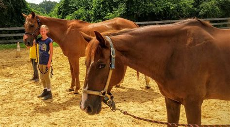 Horse leasing near me - Available. We offer partial leases and full leases. Please contact today if you would like to work with her finding you a great equine partner. J.J's Equestrian Academy offers horseback riding lessons on our beautiful and kind Arabian Horses. Our farm also hosts boarding stables, leasing horses, summer camps, and training for …